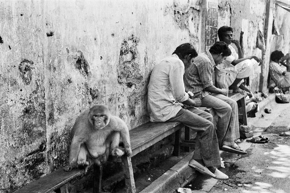 Monkey-on-a-bench,-Calcutta,-c.1978-web