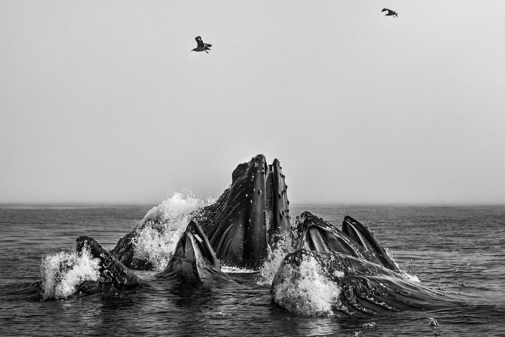 Baia di Monterey, California. 2019 © Cristina Mittermeier