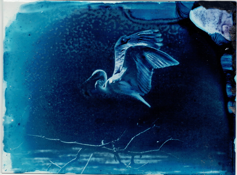 Kimberly Halyburton Exp24. Garza Cyanotype Glass