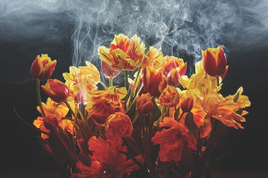 fotopuntoit_01_Fire_Tulips_by_James_Stopforth