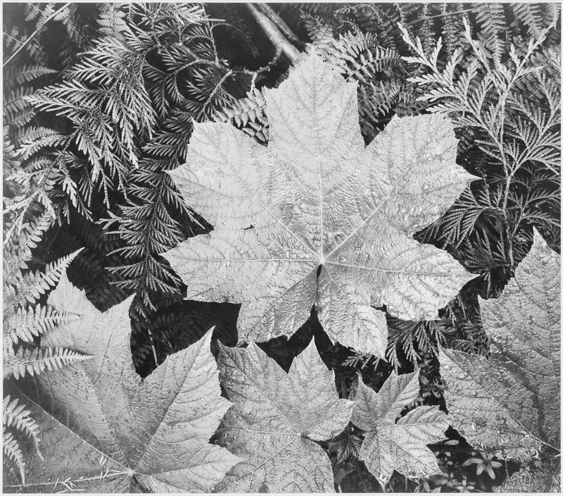 Ansel Adams Progresso Fotografico 76