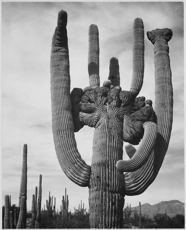 Ansel Adams Progresso Fotografico 76
