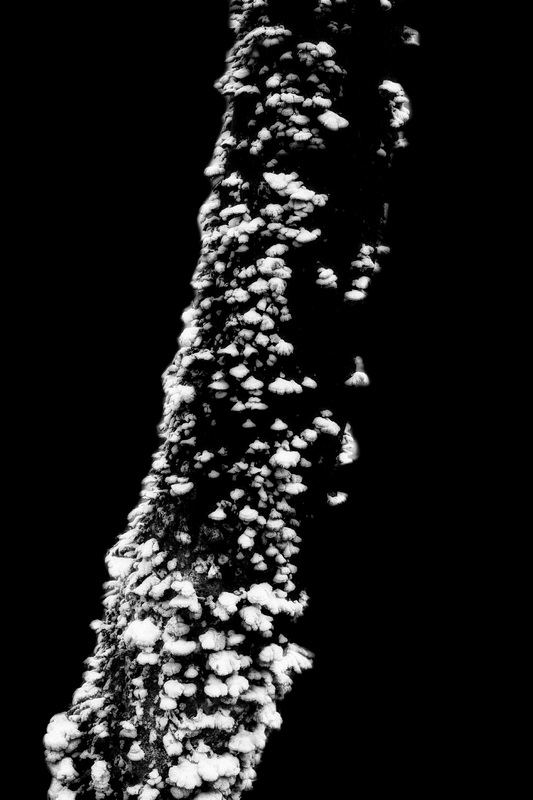 Erminio Annunzi- l'Albero Cosmico