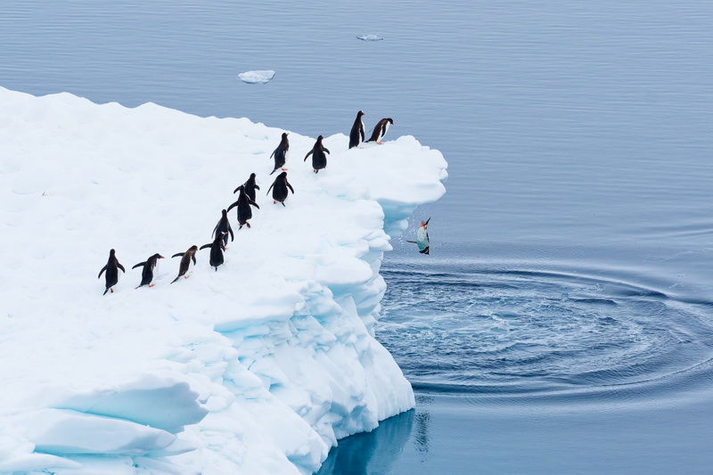 Martin Schmid. Canale Neumayer, Antartide. Gennaio 2025. Foto scattata da una nave da spedizione in Antartide. Questi pinguini gentoo sembravano aspettare in modo ordinato il loro turno per tuffarsi in mare.