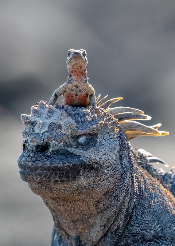 Rachelle Mackintosh. isola di Fernandina, isole Galapagos, Ecuador Una lucertola delle lava si fa un giro sulla testa di un'iguana marina delle Galapagos. Fotografata a mano libera sull'isola di Fernandina, nelle isole Galapagos, nell'ottobre 2023.