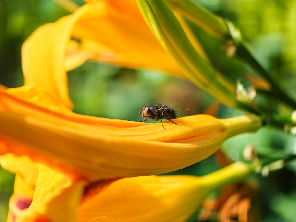 fotopuntoit_oppo_find-x8-ultra_prova_10