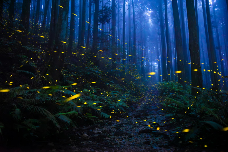 SIPA. Shirley Wung, Glowing luminous elf in the forest