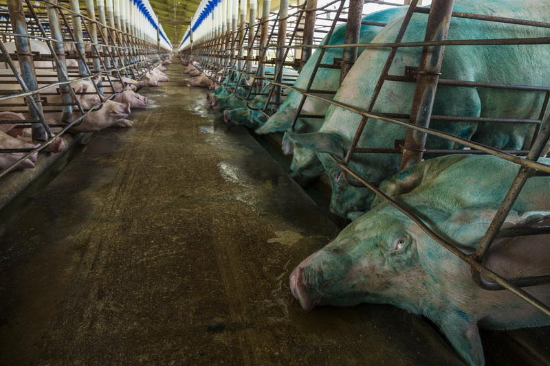 “Feed the Planet” mostra del fotografo americano George Steinmetz.