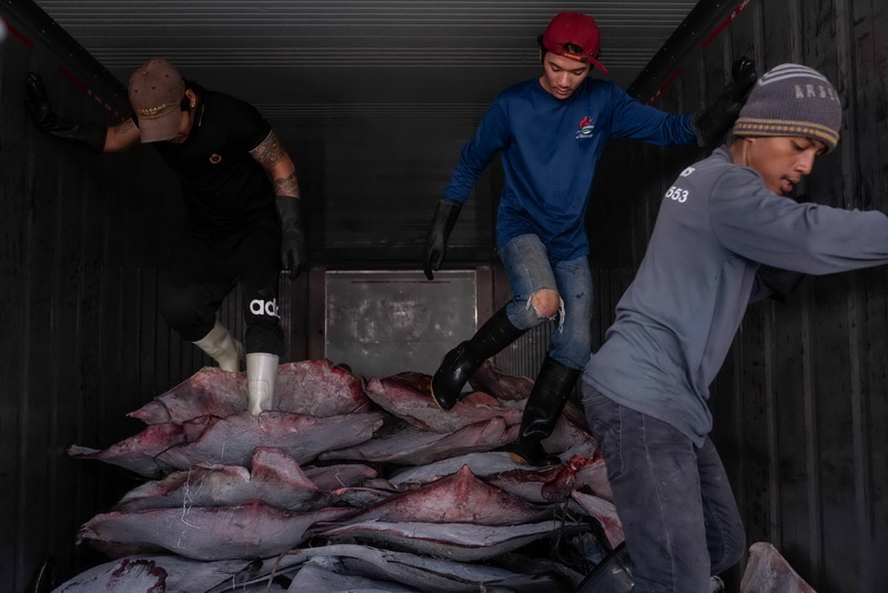 Samut Sakhon, Thailandia. Alcuni migranti birmani si preparano a scaricare centinaia di razze per trasferirle in una cella frigorifera, in una struttura di proprietà di una famiglia di pescatori. 