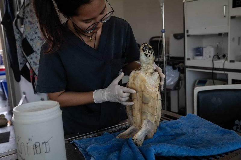Oranee Jongkolpath, 30 anni, veterinaria presso il Centro di ricerca e sviluppo delle risorse marine e costiere della Thailandia nella provincia di Rayong, si prepara a curare una tartaruga embricata con una doppia amputazione a Prasae, in Thailandia. 