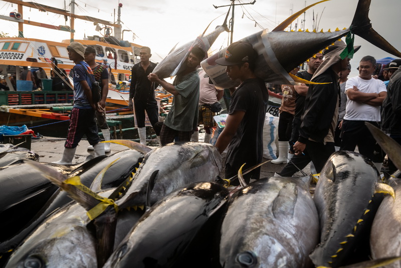Pescatori filippini scaricano il tonno pinna gialla, Bigeye tuna e Marlin Blu dopo essere stati in mare per circa un mese.