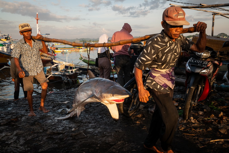 Diversi squali, alcuni dei quali specie in via di estinzione, sono portati a riva all'alba dai pescatori nel porto di Tanjung Luar