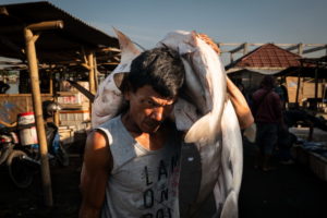 Diversi squali, alcuni dei quali specie in via di estinzione, sono portati a riva all'alba dai pescatori nel porto di Tanjung Luar