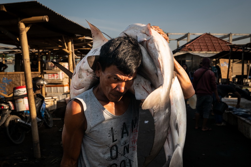 Diversi squali, alcuni dei quali specie in via di estinzione, sono portati a riva all'alba dai pescatori nel porto di Tanjung Luar