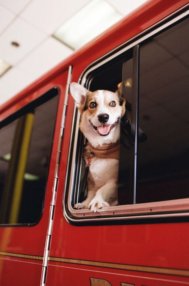 fotopuntoit_sample-image-dog-kodacolor-100