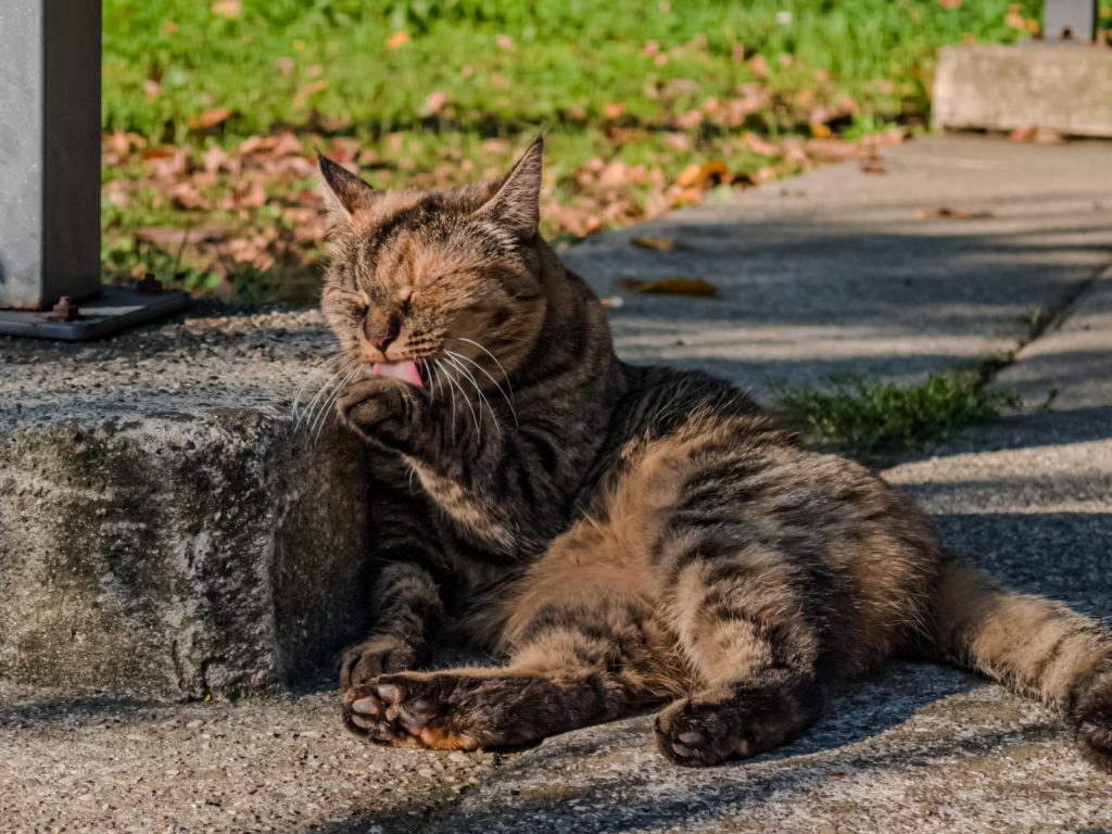 fotopuntoit_oppo_find-x9-pro_prova__12