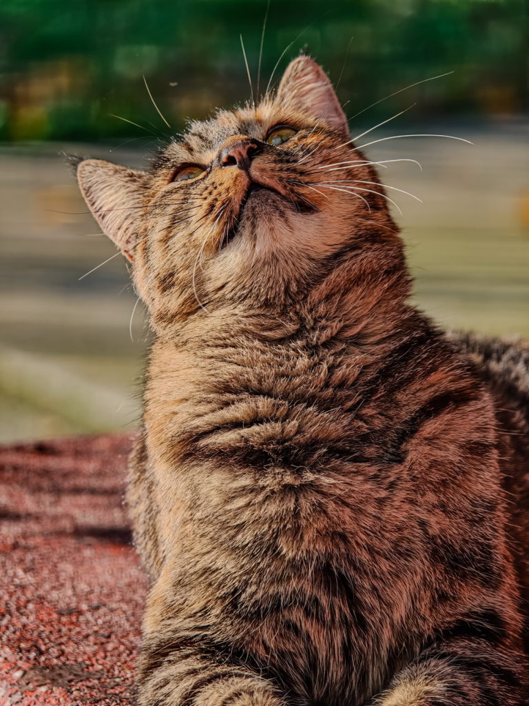 fotopuntoit_oppo_find-x9-pro_prova__13