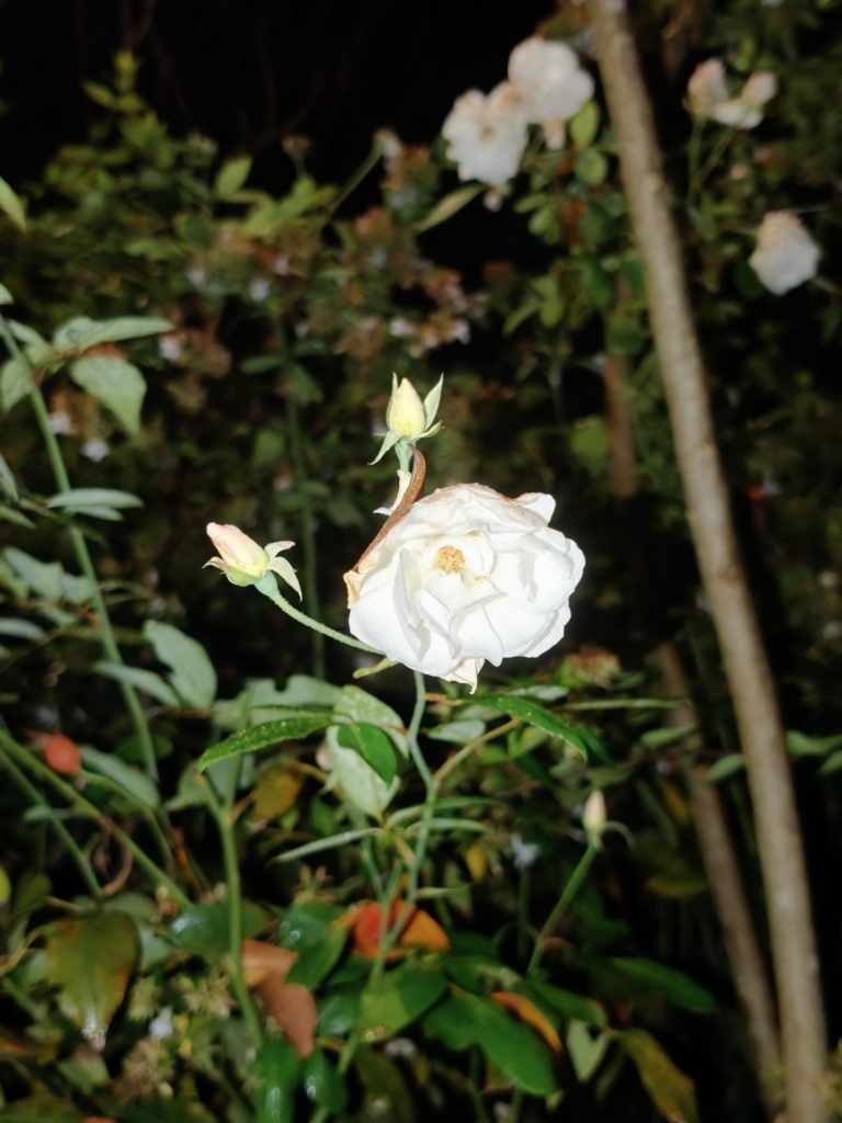 fotopuntoit_oppo_find-x9-pro_prova__18