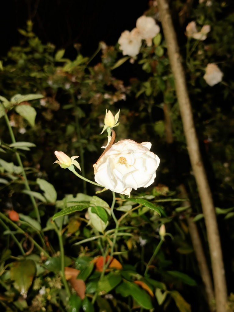 fotopuntoit_oppo_find-x9-pro_prova__19