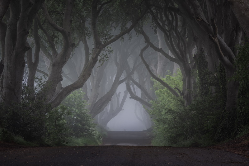 • 1° Premio: Francesco Zecca “The dark hedges”