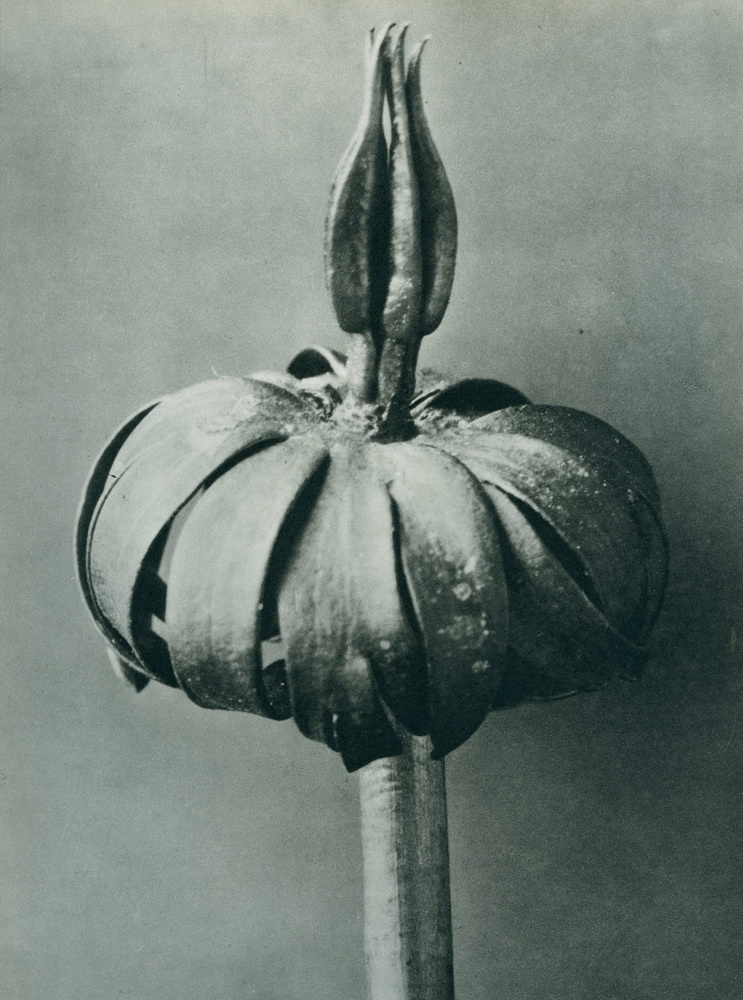 Karl Blossfeldt, “Eranthis Cilicica”, 1929 Courtesy Karl Blossfeldt. Archiv / Stiftung Ann und Jürgen Wild, Pinakothek der moderne, München