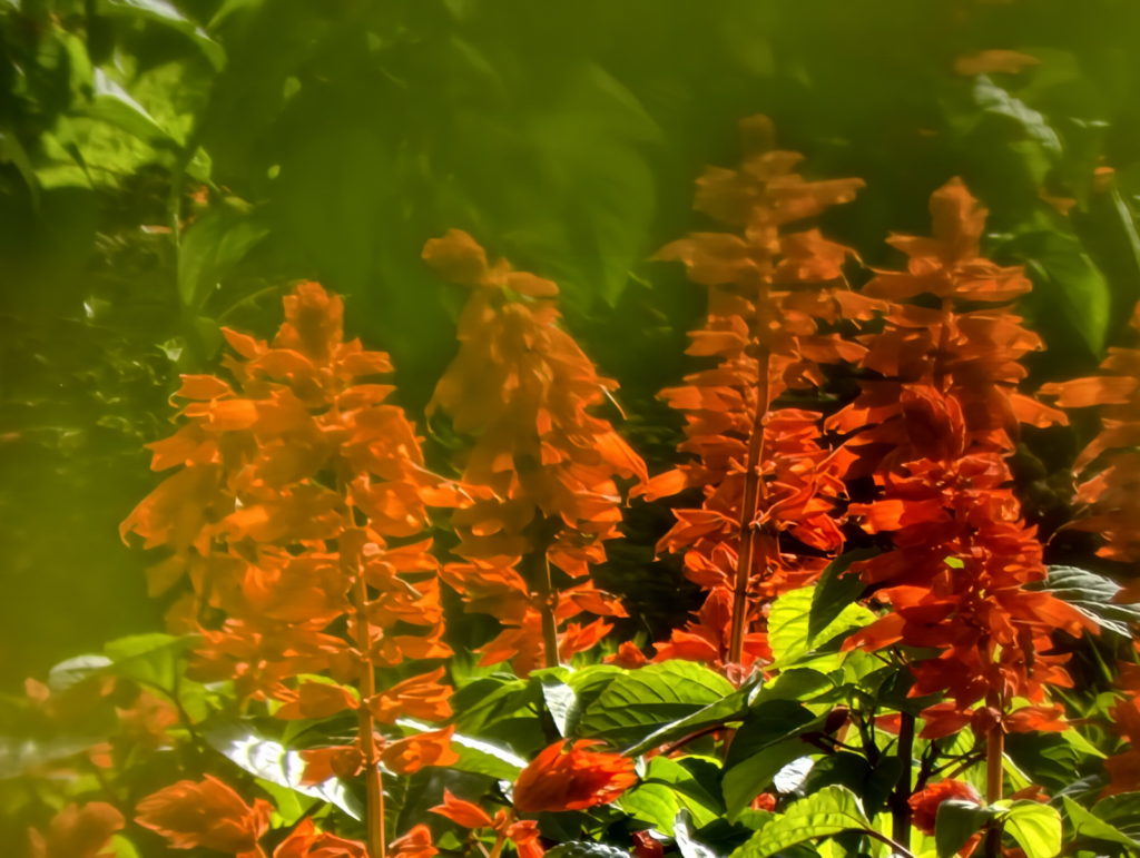 fotopuntoit_vivo_x300-pro_vietnam_01