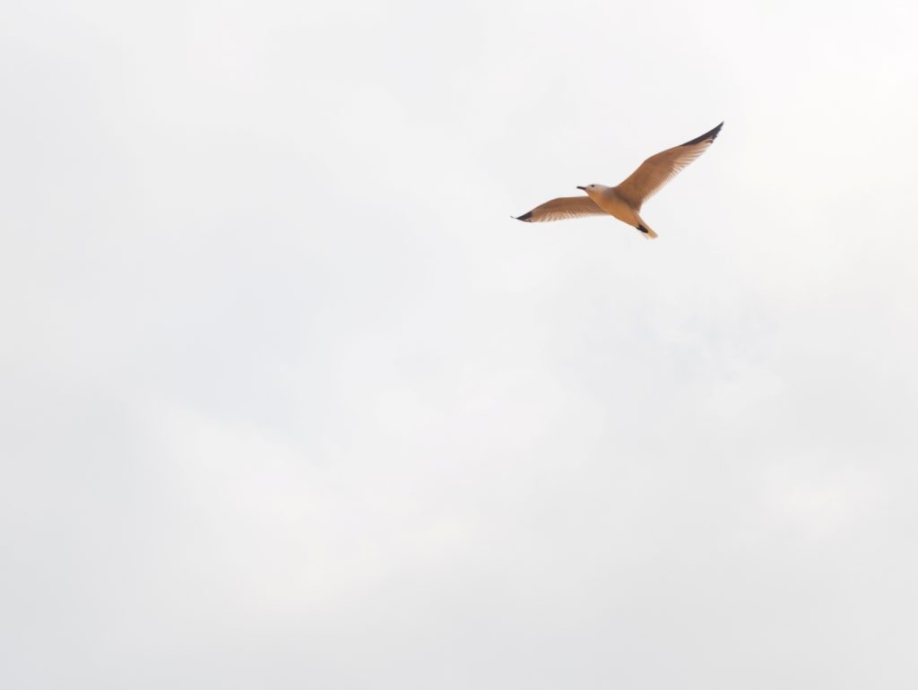 fotopuntoit_xiaomi_17-ultra_prova_1