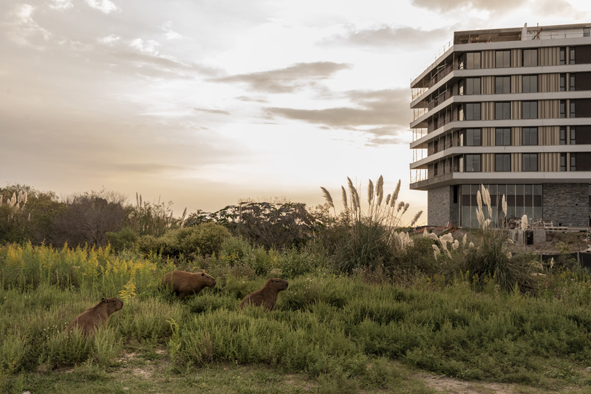 ©-Anita-Pouchard-Serra-Argentina-Finalist-Professional-Competition-Wildlife-Nature-Sony-World-Photography-Awards-2026-10