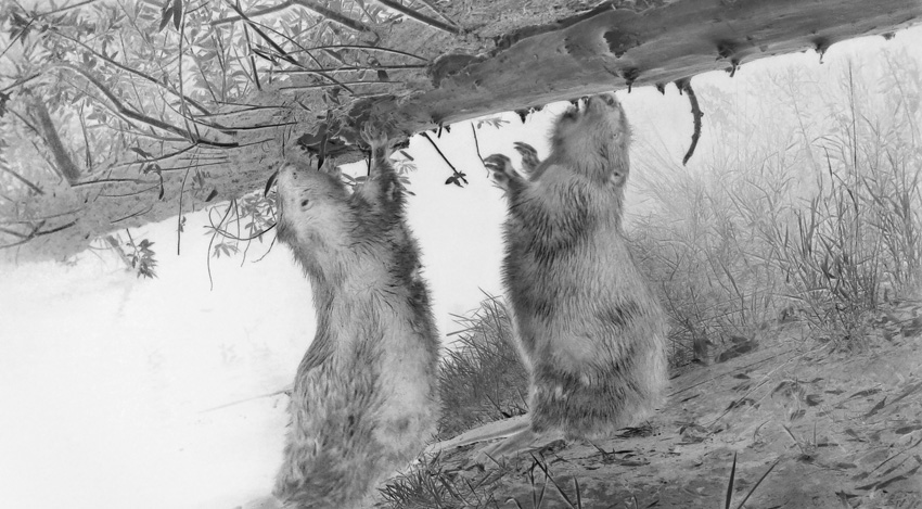 ©-Wolfgang-Duerr-Germany-Finalist-Professional-Competition-Wildlife-Nature-Sony-World-Photography-Awards-2026-9