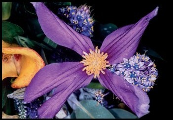 Nobuyoshi-Arali-Flower-Rondeau-1997.-Colour-photography-cm.-49x605