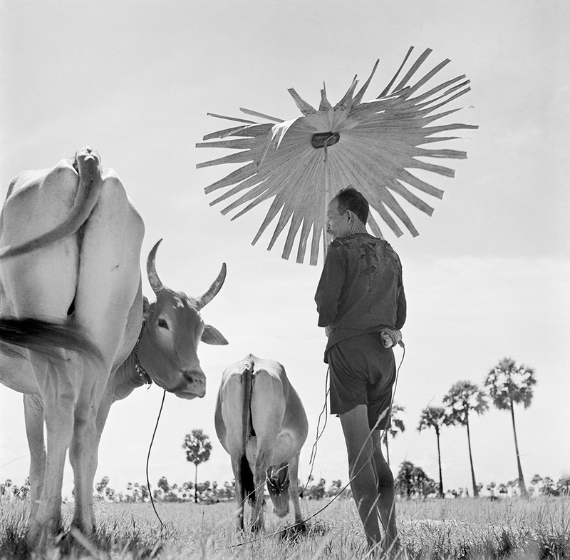 Near Phnom Penh. 1952. Nota anche come "Peasant with palm-leaf umbrella" / "Contadino con ombrello in foglia di palma")